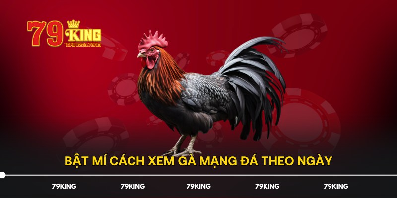 Bật mí cách xem gà mạng đá theo ngày