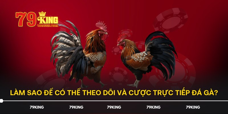 Làm sao để có thể theo dõi và cược trực tiếp đá gà?