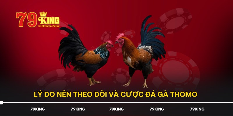 Lý do nên theo dõi và cược đá gà Thomo 